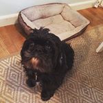 This is the sweet smooshy face of Rigsby the Shih