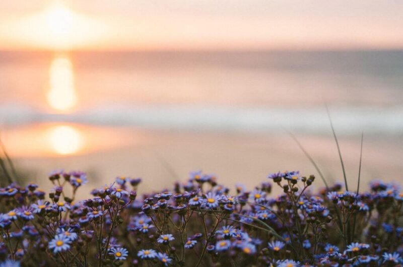 beautiful field of small purple flowers in the foreground with a hazy sunset in the background
